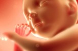 Fetal-Development-stages-.jpg