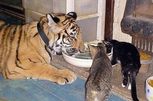 :     Tiger-cat-food-wallp