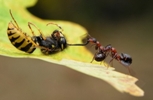 ants-wasp-pulling-468.jpg