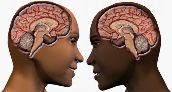  male-vs-female-brain