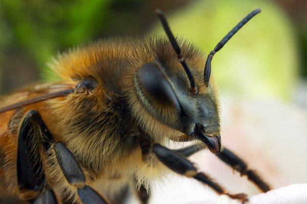 حقائق مثيرة عن شغالة نحل العسل