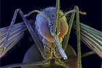 anopheles-mosquito.jpg