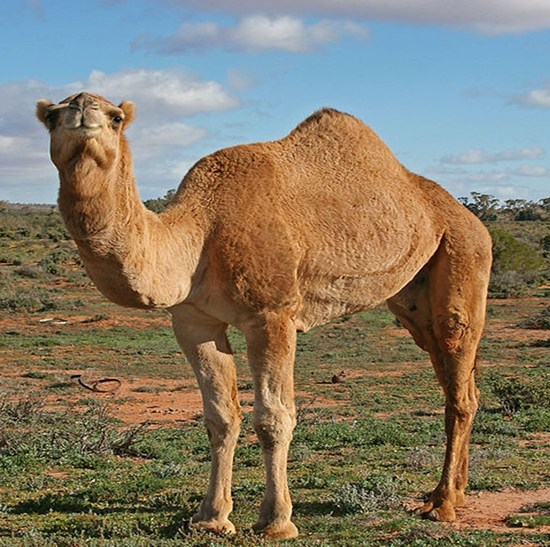   camel11.JPG