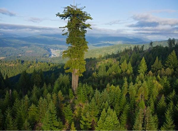 Tallest Tree In The World