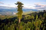 أطول شجرة العالم