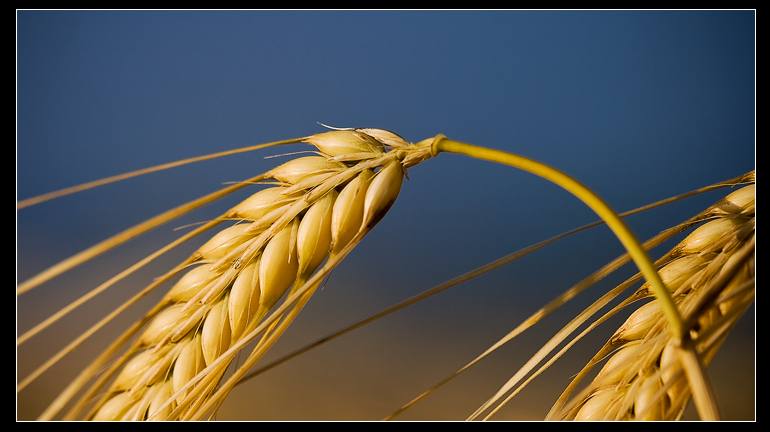 wheat_01.JPG