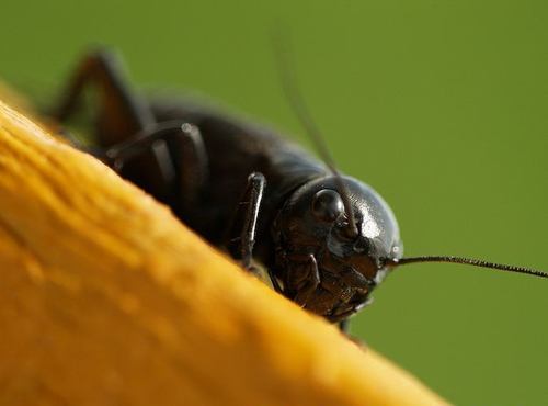 معلومات جديده اسرار جديده اسرار عن الحشرات لا نعرفها الا الان.معلومات جديده